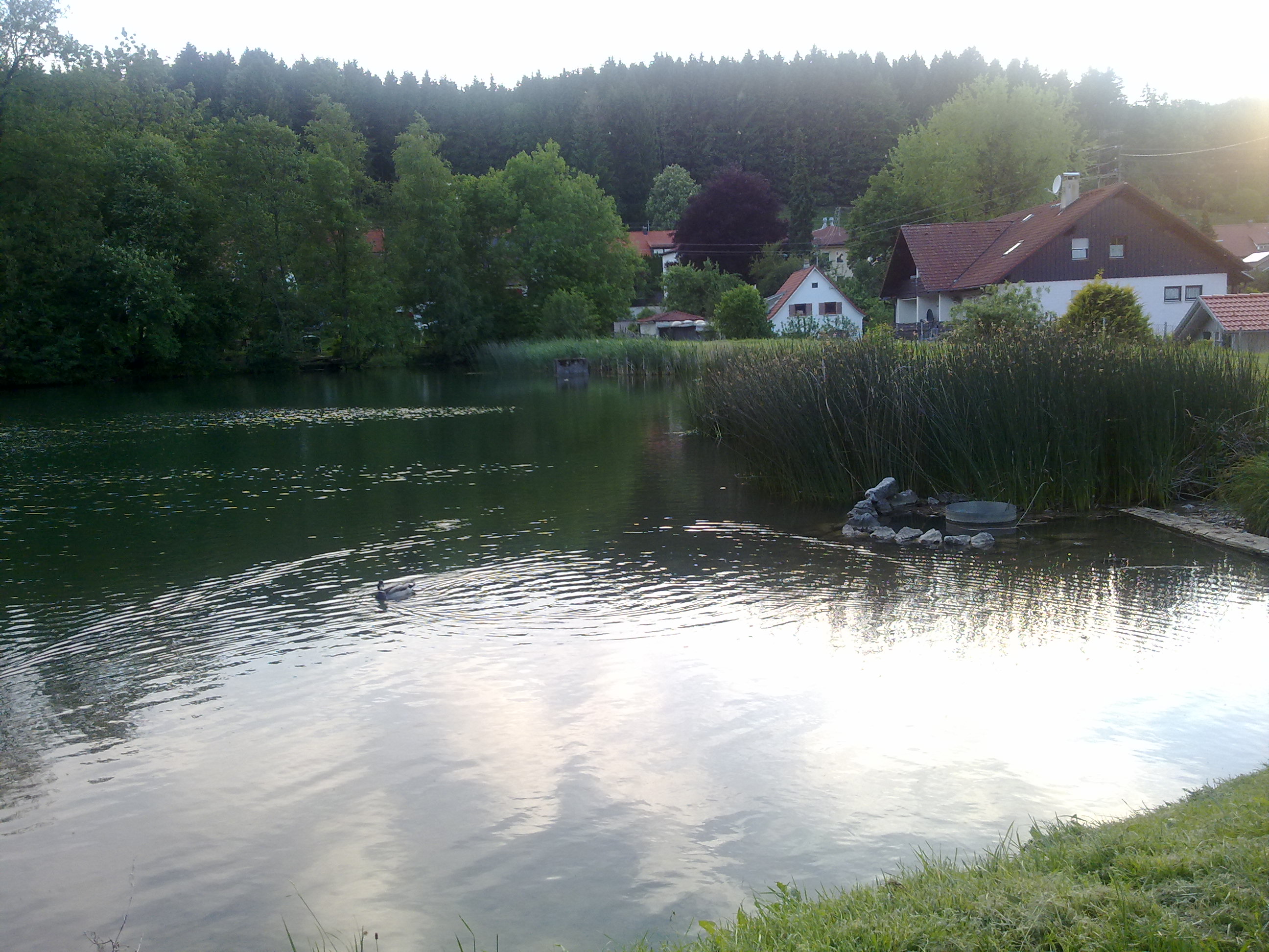 Fischweiher am Schloss